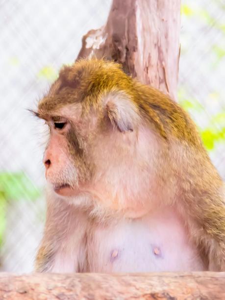 一张猴子坐在树枝上看东西的照片。图片下载