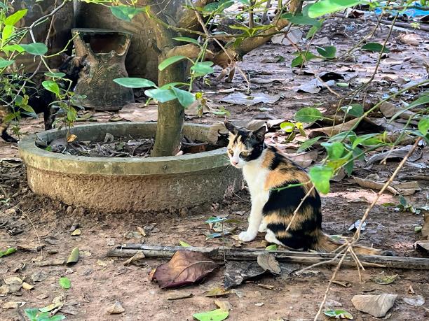 一张猫坐在院子里树枝上的照片。图片下载