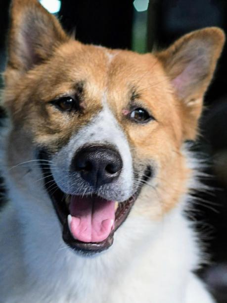 一张狗狗的照片，脸上挂着灿烂的笑容。图片下载