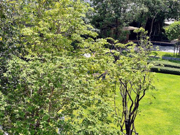 一张鸟坐在公园树上的照片。图片下载