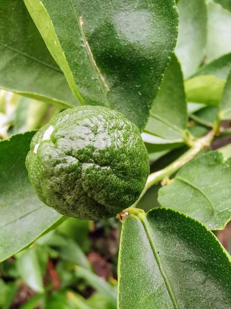 一张有叶子的树上的绿色水果的照片。图片下载