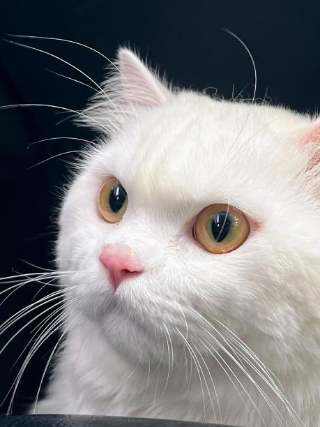 一张白猫的照片，黄眼睛看着镜头。图片下载