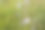 盛开的菊苣在绿色的田野背景。紫丁香菊苣花在夏天的草地上出版，海报，屏幕保护程序，壁纸，明信片，横幅，封面，邮政。高质量照片图片下载