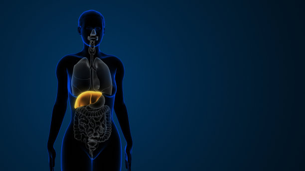 全身女性肝脏器官内观图片下载