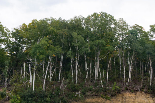 图片岩石NL -悬崖上的白桦树图片下载