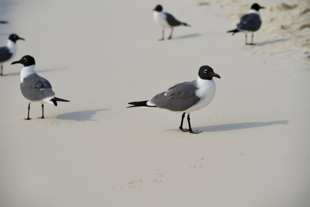海鸥在沙滩上漫步图片下载