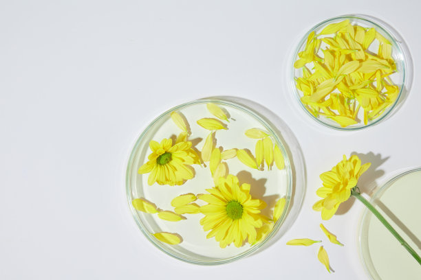 上面的角度拍摄的照片，白色的桌子与实验室玻璃器皿包含金盏花和花瓣放在上面。照片从俯视图拍摄，留白用于展示有机产品图片下载