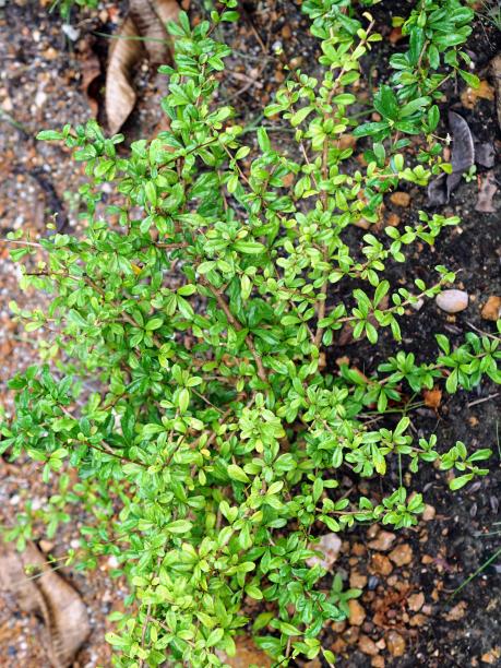 岩石地面上长满绿叶的植物的照片。图片下载