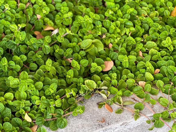 岩石上生长着一片绿色植物的照片。图片下载