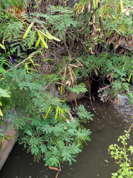 一条小溪穿过郁郁葱葱的绿色森林的照片。图片下载