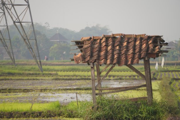 一间茅屋在稻谷中间图片下载