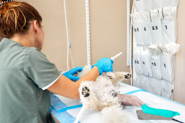 女兽医在诊所给狗注射药物的特写。宠物疫苗或兽医治疗的概念图片下载