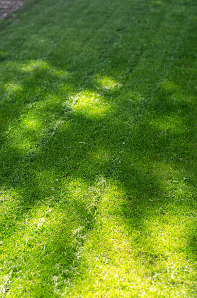 阳光明媚的日子里，后院新割的草。图片下载