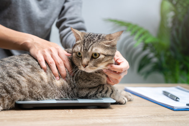 这位女士抱着一只虎斑猫，在数字秤上称自己的体重，并制作健康清单文件和体重检查，以比较健康平衡，食物控制，基本健康检查图片下载