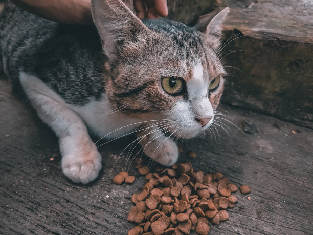 萌猫想吃东西时的照片图片下载