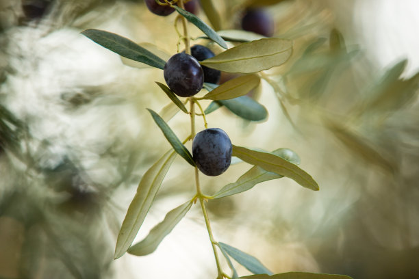 橄榄花园图片下载