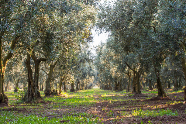橄榄花园图片下载