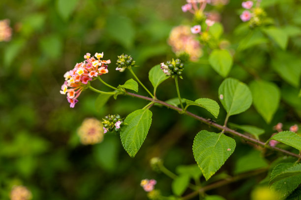 西印度大灯笼花植物绿叶-库存照片图片下载