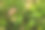 西印度大灯笼花植物绿叶-库存照片图片下载