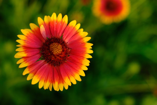 花园里的大黄蜂或大熊蜂Bombus ruderatus，美丽的照片。天人菊属植物。大黄蜂在盖拉迪亚上收集花粉。一朵美丽明亮的花园花图片下载