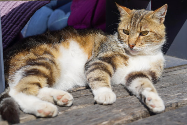 一只无家可归的可爱的橙色猫躺在街上的长凳上图片下载