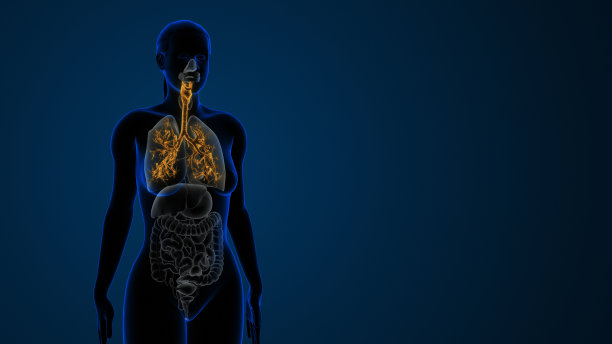 女性气管，支气管，呼吸系统的一部分图片下载