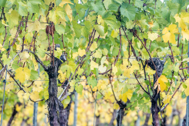 英国肯特郡Tenterden附近的“霞多丽”葡萄藤图片下载