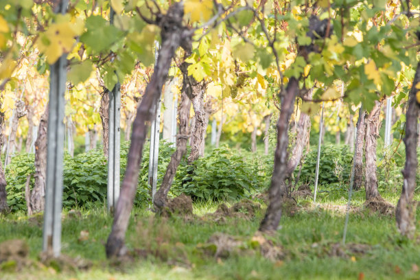 英国肯特郡Tenterden附近的“霞多丽”葡萄藤图片下载