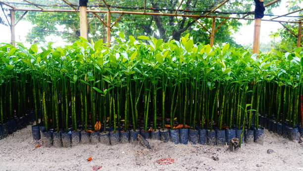 红树苗图片下载