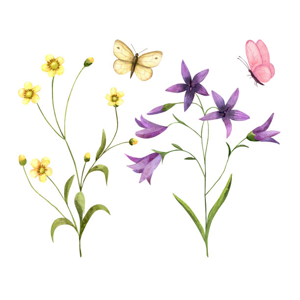 野花毛茛，风铃花，蝴蝶，孤立的水彩插图卡片，邀请，印刷设计。图片下载
