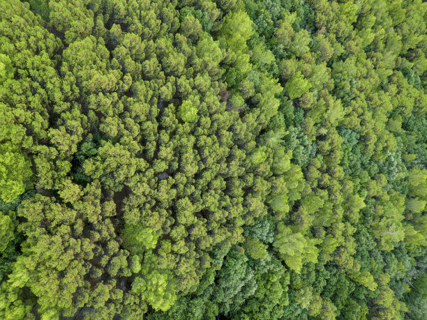 松树林的航拍照片图片下载