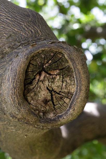 近距离图片树干与一截树枝。老锯砍下一棵树。垂直的照片。园艺和老化的概念。椭圆形的疤痕。背景和壁纸。树桩图片下载
