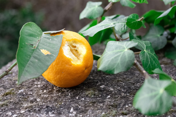 成熟多汁的橙色水果在灰色的混凝土表面。绿莹莹的叶子和旋花的枝干。明信片和背景图片。生食和节食。维生素c。园艺和农业。图片下载