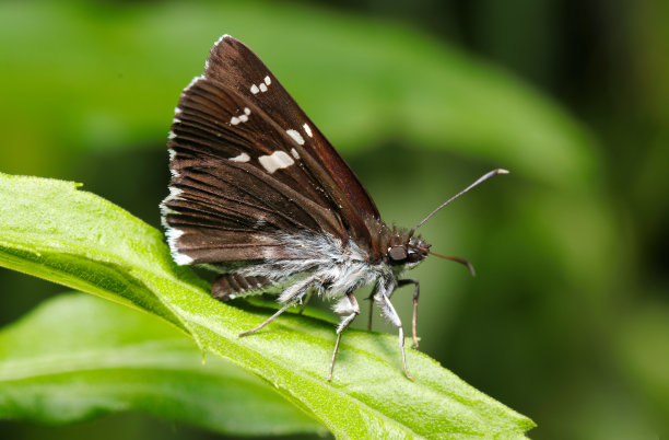蝴蝶在树林树叶上晒日光浴的侧面特写(野生动物特写微距照片)图片下载