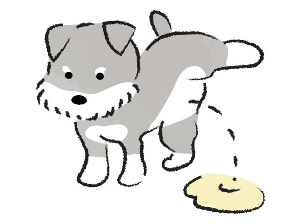 雪纳瑞，一种抬起腿撒尿的狗图片下载