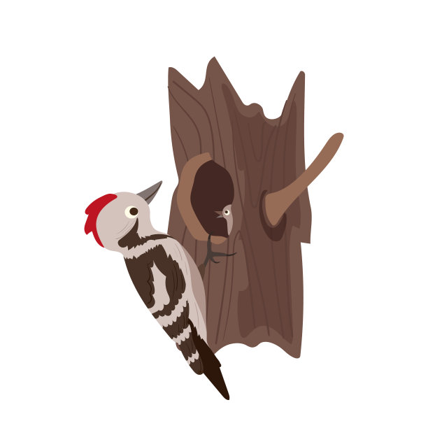 可爱的啄木鸟卡通人物喂养小鸟在橡树空心孤立在白色图片下载