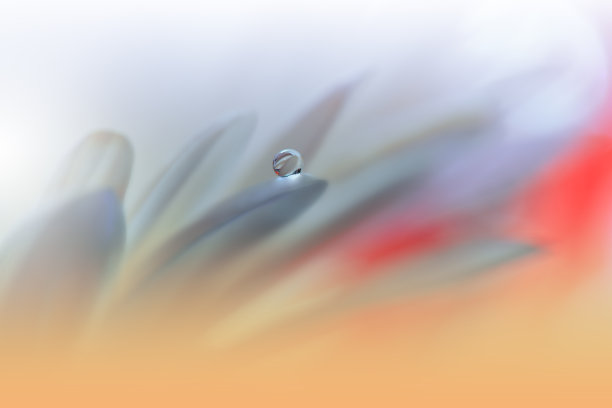 美丽宁静的自然背景。惊人的春花微距拍摄。艺术设计。特写摄影。概念抽象照片。幻想花卉艺术。创意艺术壁纸。黄颜色。非洲菊Daisy.Colorful、颜色、植物。水drop.Romantic,爱。图片下载