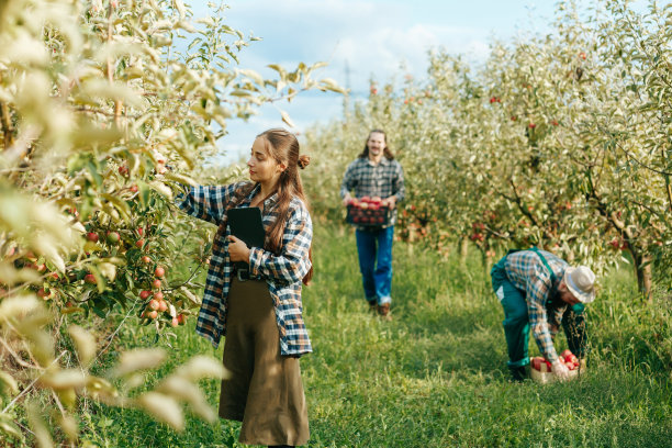 年轻的家庭经营农业，三个农民在花园里收割，女孩手里拿着一块写字板。图片下载