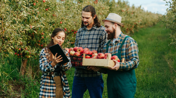 人们农民认真快乐收获苹果微笑的女孩教男孩如何处理水果图片下载