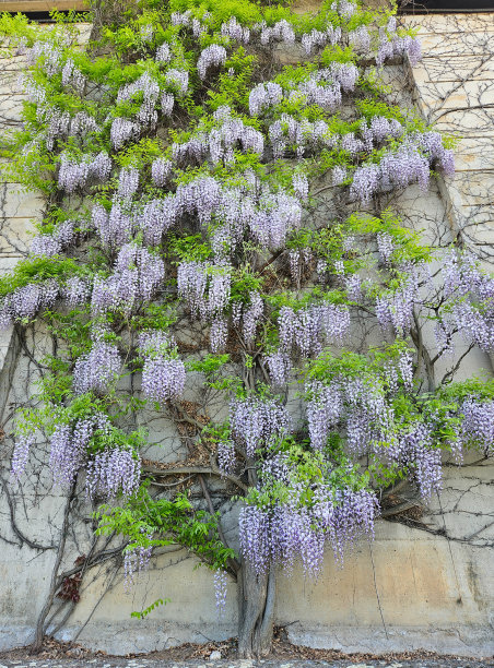 紫叶紫藤植物的照片。摄于萨拉曼卡，图片下载