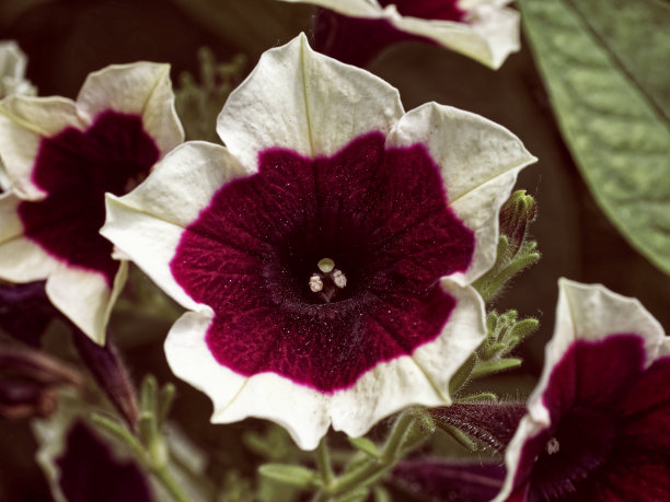 这张图片显示了一朵有着丰富的紫色色调、绿色色调和可见的详细纹理的花。图片下载