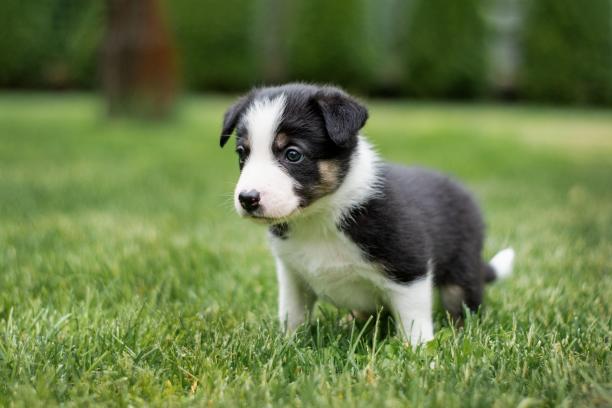 可爱的博德牧羊犬小狗站在后院。复制空间照片系列的工作犬窝。图片下载
