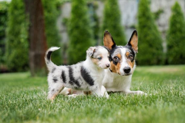 蓝色山鸟色边境牧羊犬小狗在绿色的后院和她的姐姐狗。放牧工作犬家庭犬舍，复制空间图片图片下载