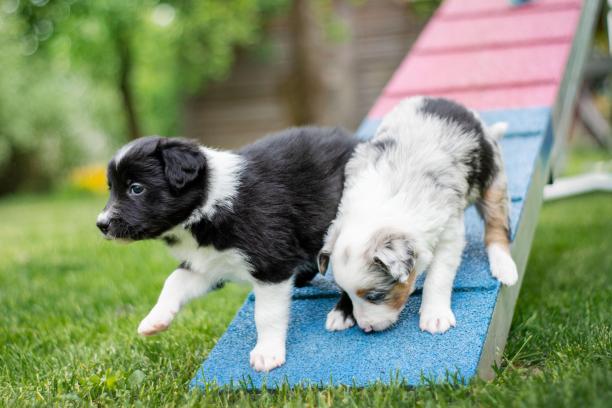 两只可爱的边境牧羊犬小狗在后院玩耍，嗅着敏捷的狗障碍。工作犬窝，照片系列图片下载