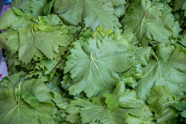 葡萄叶特写，顶部或俯视出售，价格标签作为白色banner的复制空间图片下载
