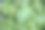 从上方或顶部看出售葡萄叶的近距离视图，价格标签作为白色横幅上的复制空间图片下载