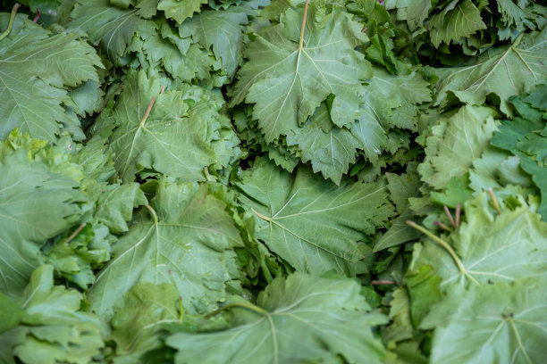 葡萄叶特写，顶部或俯视出售，价格标签作为白色banner的复制空间图片下载