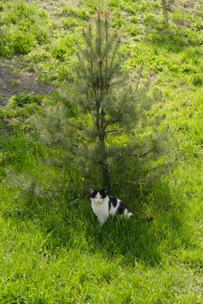 两只年轻的家猫躲在新鲜的深草丛里，好奇地看着什么。春天，树荫，拷贝空间图片下载