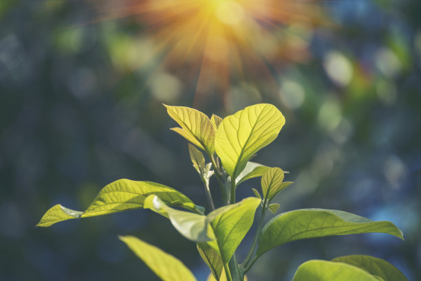 牛油果绿植健康果园。智能农民种植植物在生态绿色农场可持续质量控制。牛油果农场种植生态农田生物技术。水果有机农场图片下载