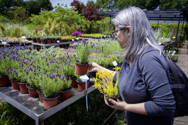 白发妇女在温室里挑选盆栽植物。图片下载